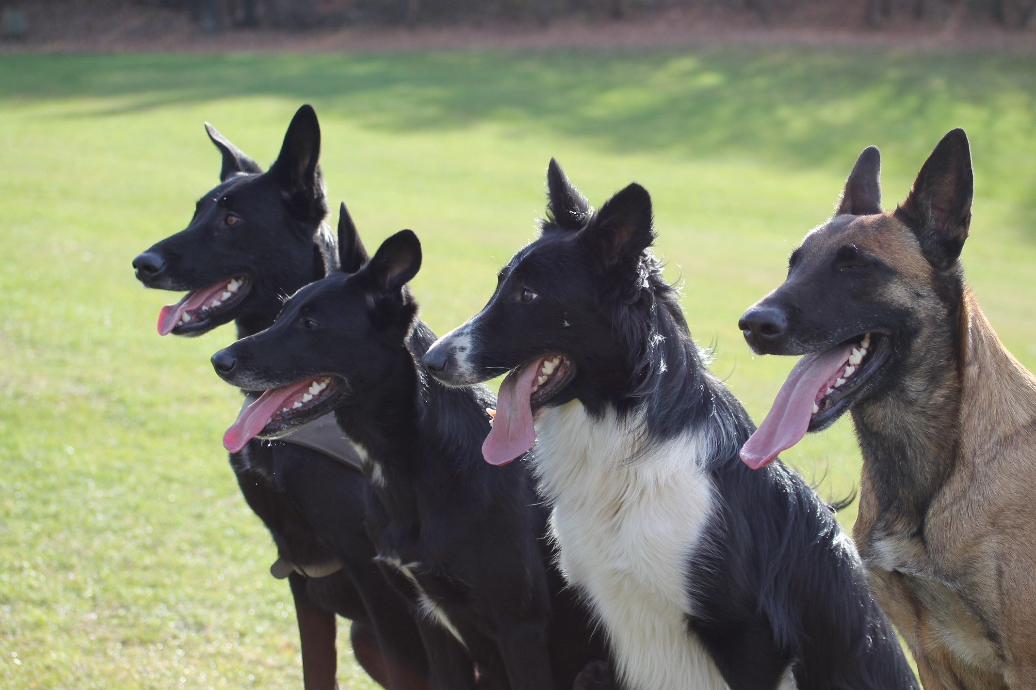 Blues (Border Collie, Malinois) Border Collie Malinois 